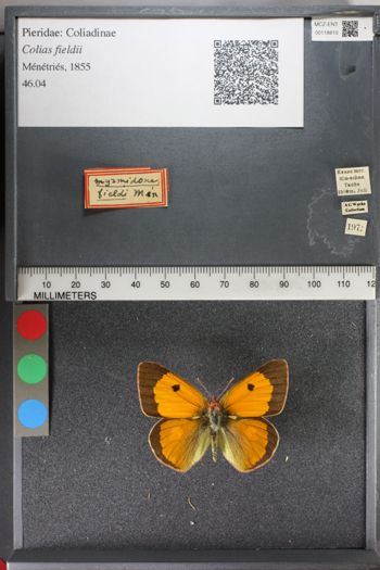 Media type: image;   Entomology 118810